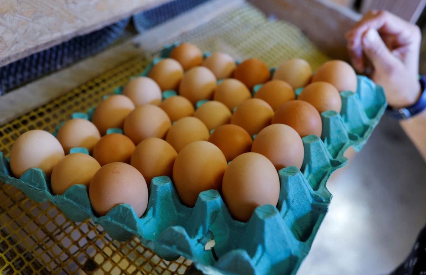 image Bird flu, Ukraine war push egg prices higher worldwide