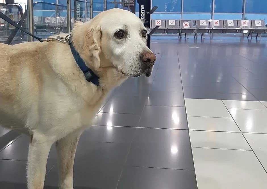 image Extra baggage: a dog in the hold