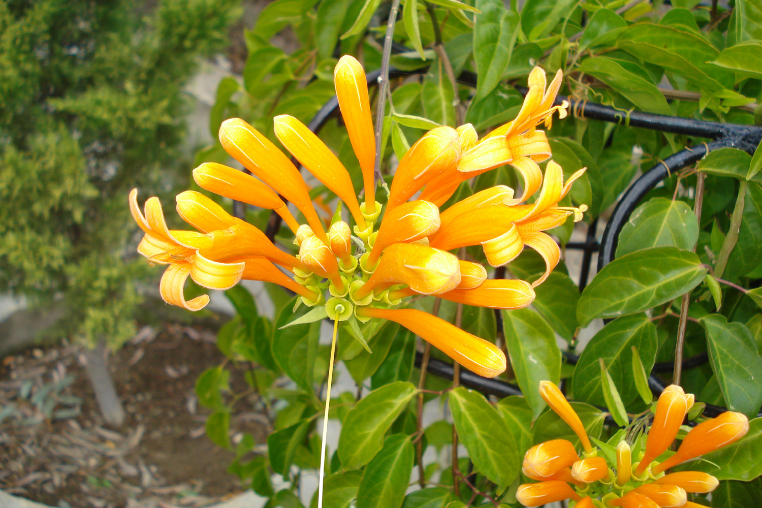 image Increasing weather extremes tough on plants