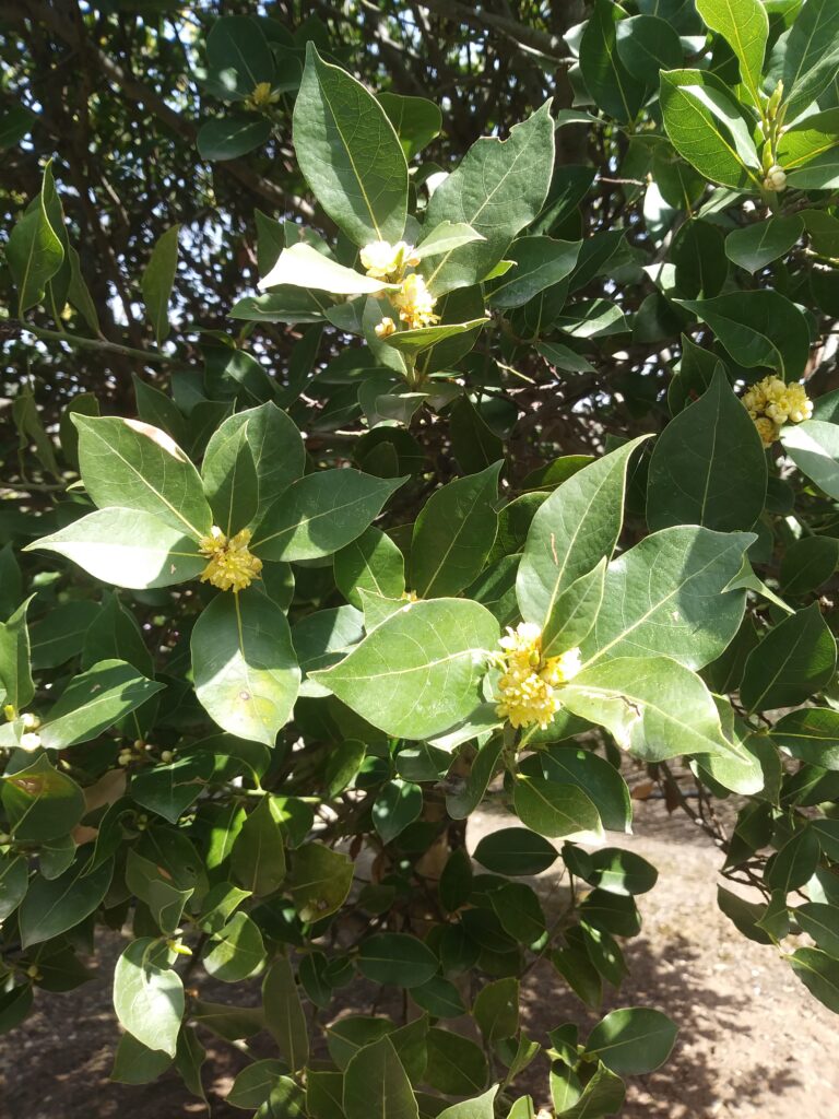 feature garden plant of month bay flowers