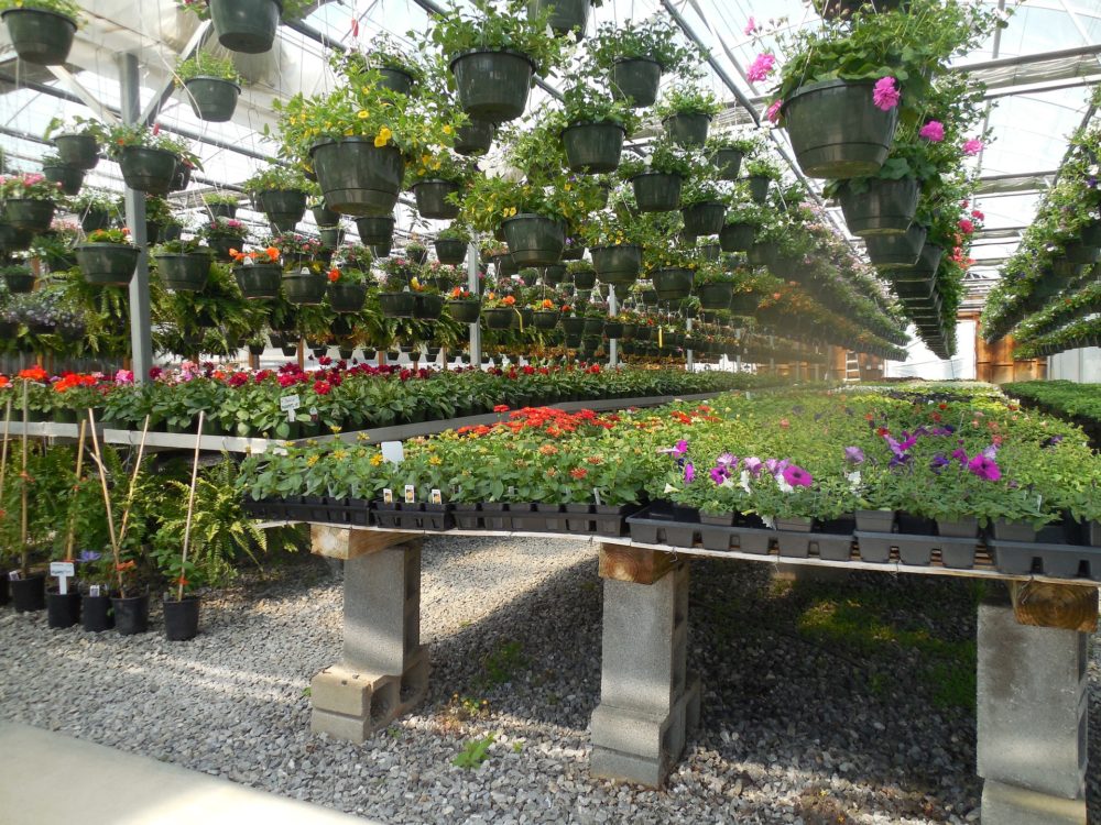image What to think about when shopping for plants