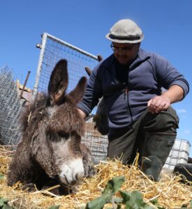 feature gina christos karagiannis with an infant donkey, just one of the many types of animals he looks after (christos theodorides)