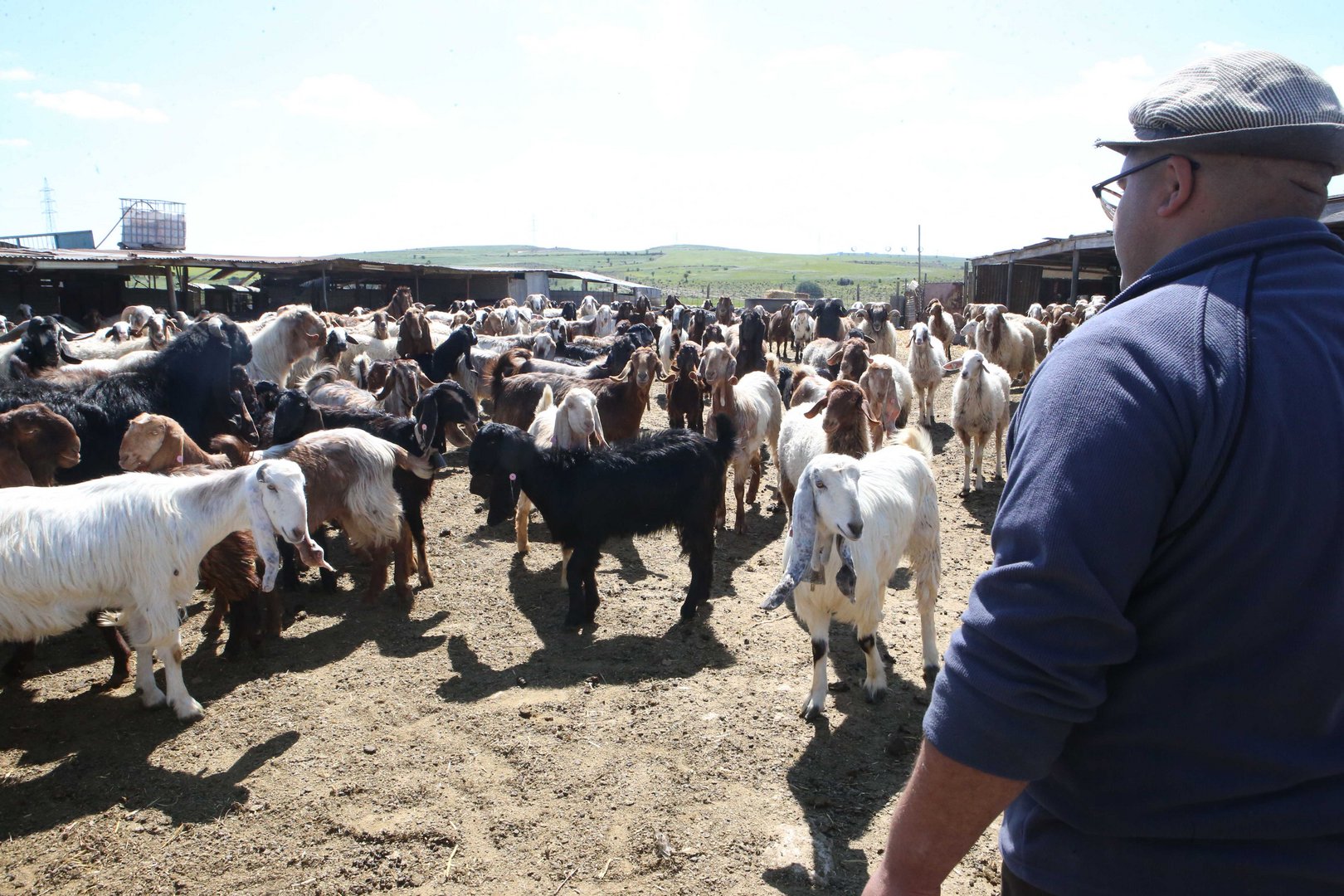 image Minister confident of reaching halloumi deal
