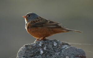 feature paul cretzchmar’s bunting