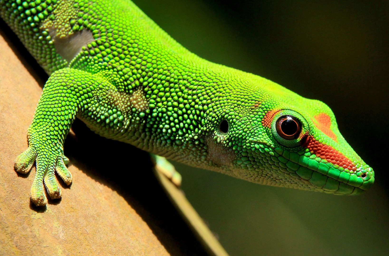 image A fifth of world&#8217;s reptile species deemed threatened with extinction