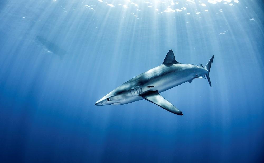 image Jaw DNA and advanced sensors to pull sharks out of hot water