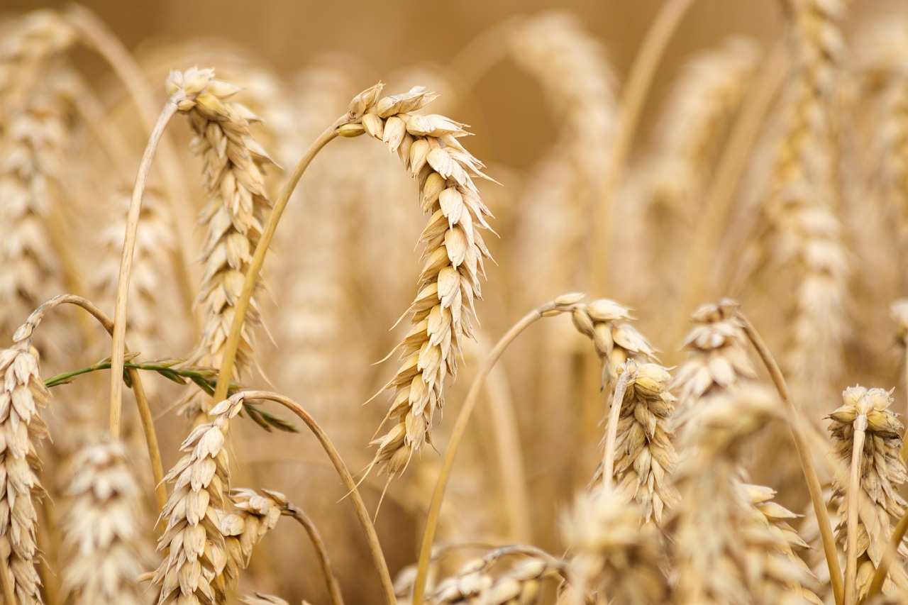 image Food prices hit record high in March, U.N. agency says