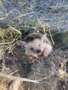 1 hedgehog in a ground net