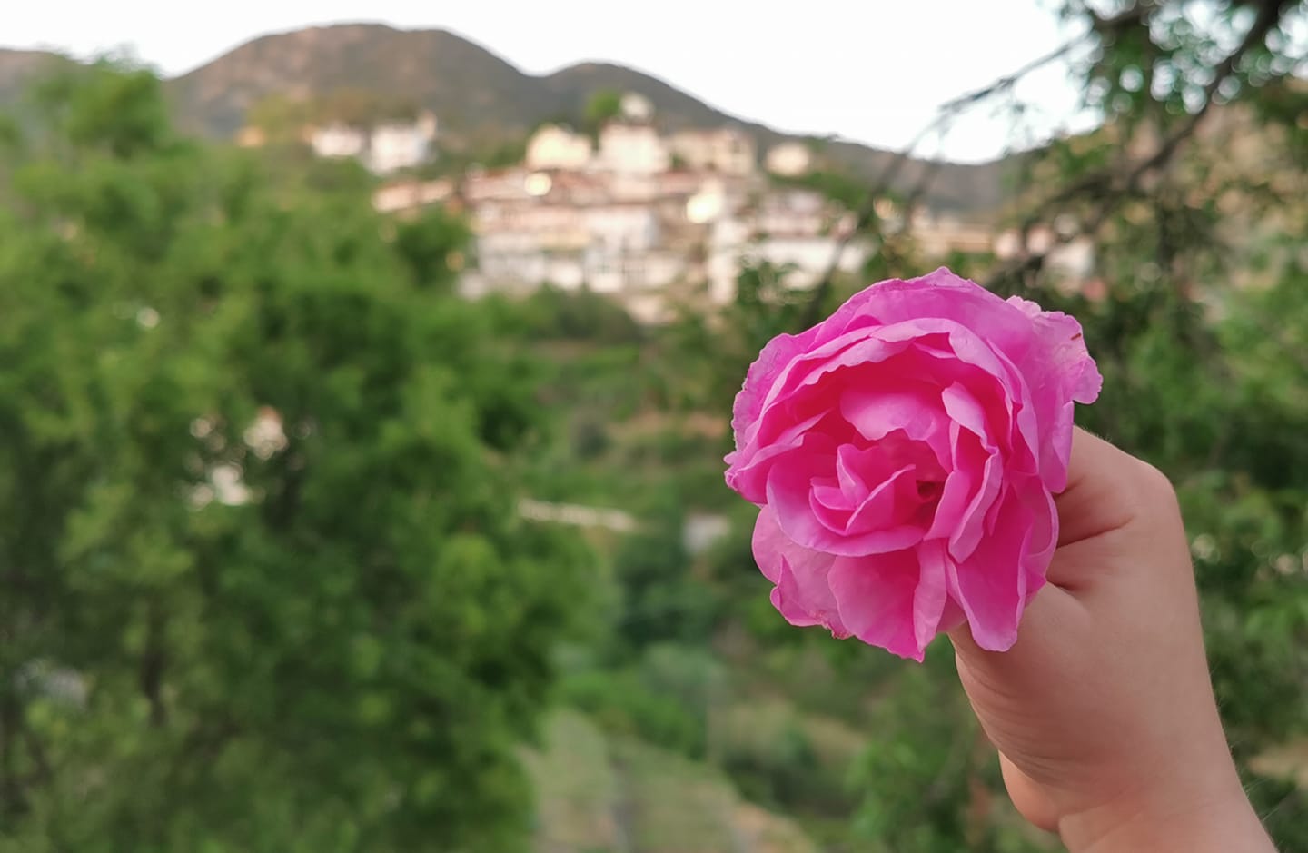 image Rose festival returns to Agros