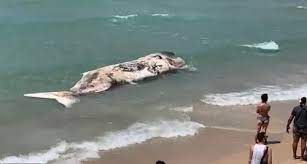 image Dead sperm whale washes up in Israel; second dead whale in year