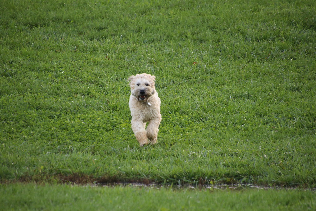 image Dog day afternoon: India banishes bureaucrat couple amid stadium dog walk furore