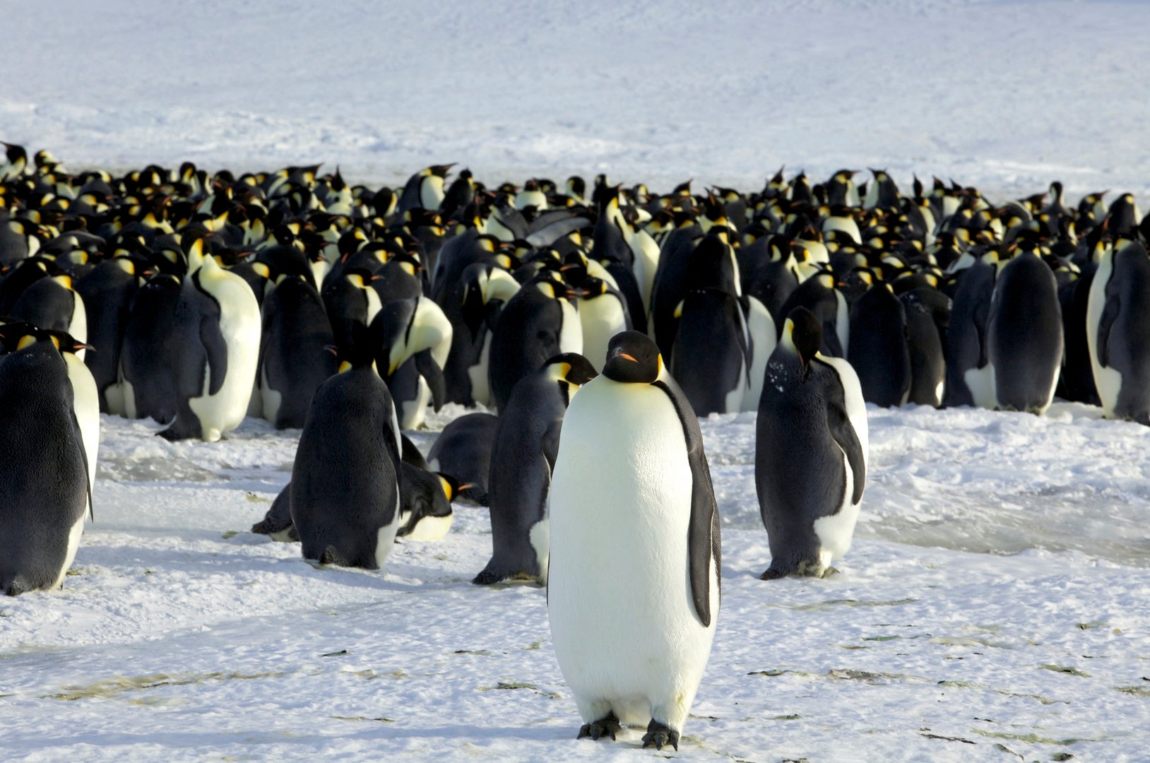 image Emperor Penguin at serious risk of extinction due to climate change