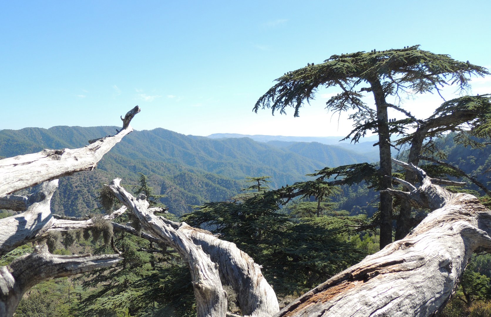 image Project to save Cyprus cedars up for EU awards