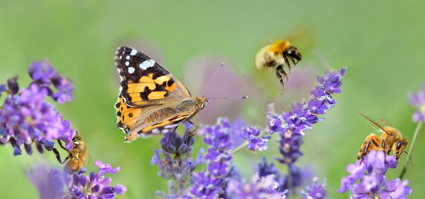 few honeybee and butterfly on lavender flowers in panoramic view
