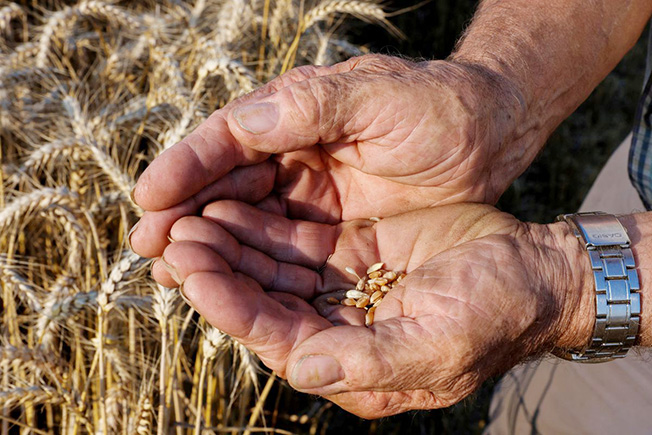 image World food prices hit record high in 2022
