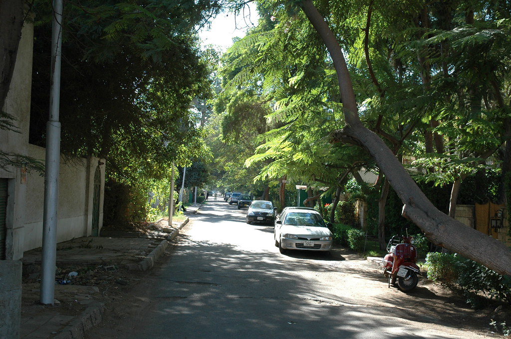 image Egypt&#8217;s street trees fall foul of urban development drive