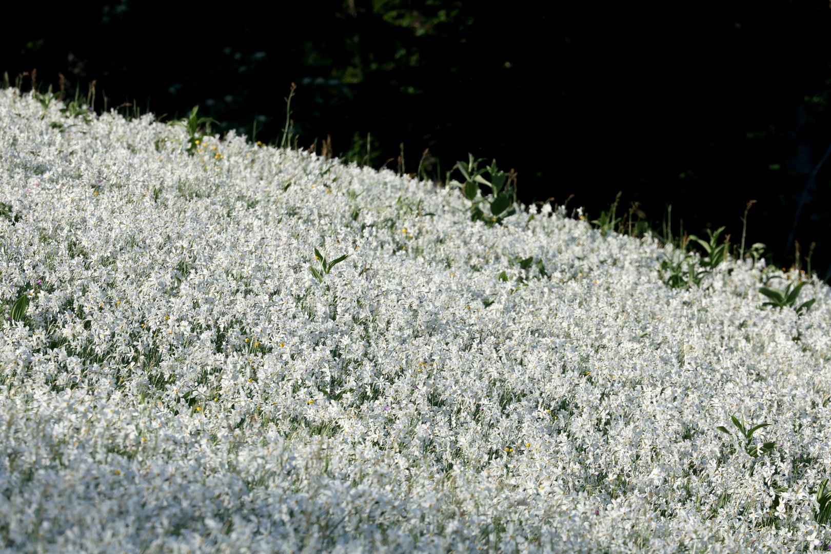 image Fields of narcissus, or &#8216;May snow&#8217;, cover Swiss meadows