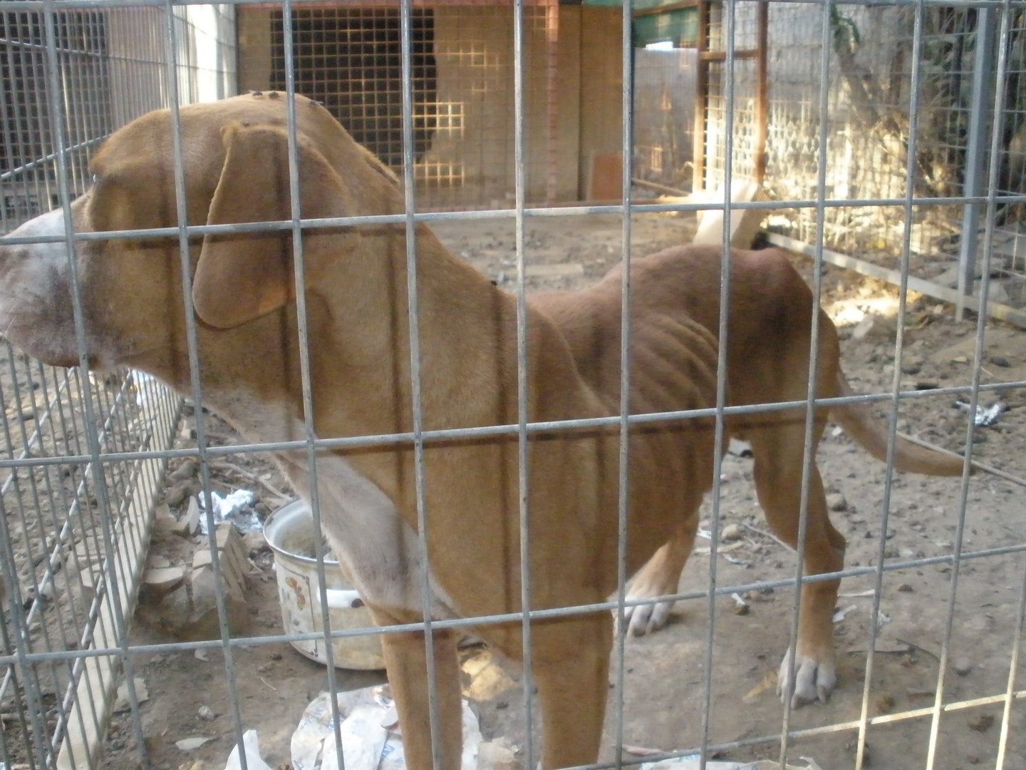 image Cases of animal cruelty show ‘frightening’ increase