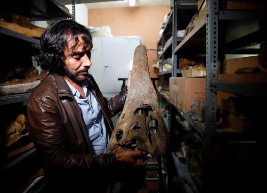image Prehistoric fossil in Peru sheds indicated marine origin of crocodiles
