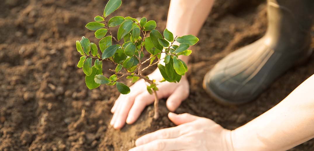 sustainability