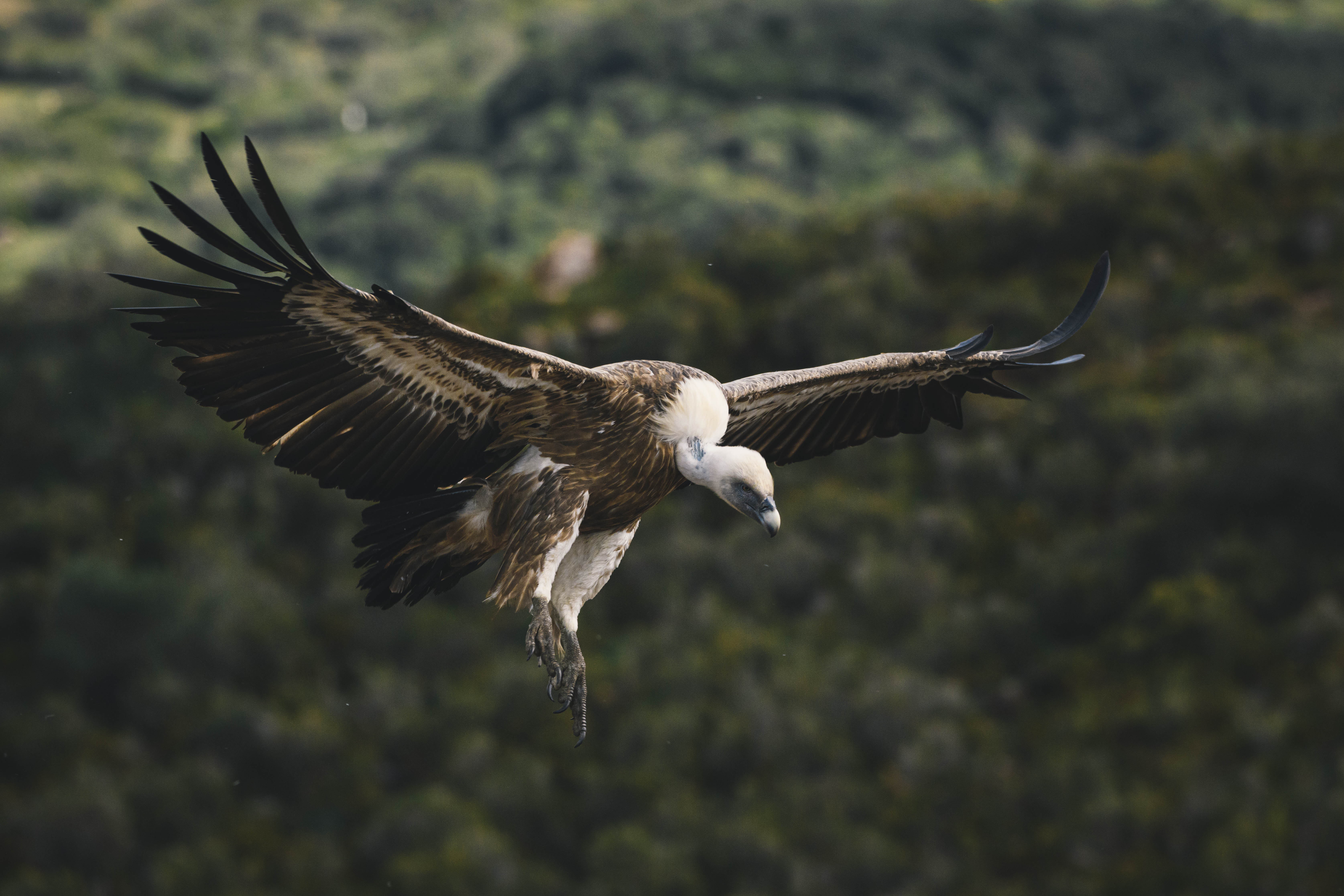 image Griffon Vultures: A battle lost, a war to be won