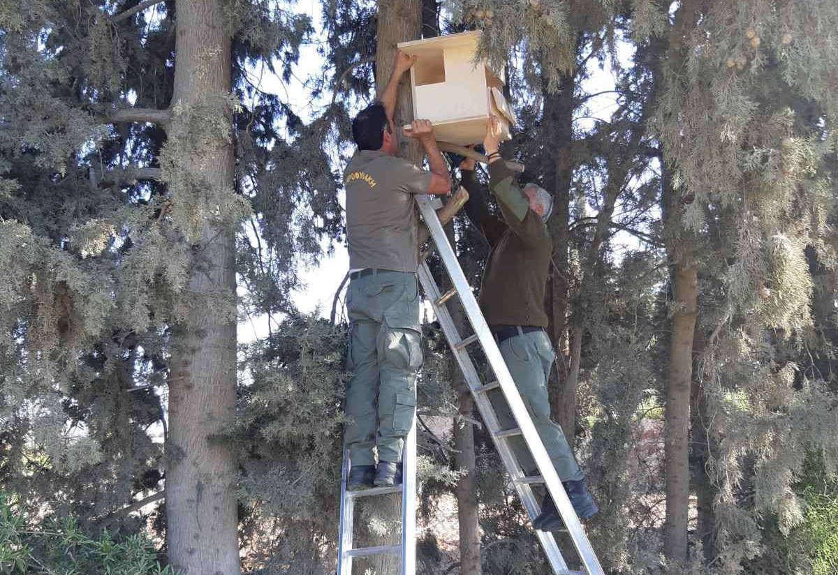 image Limassol sets up owl boxes to pursue natural fight against rodents