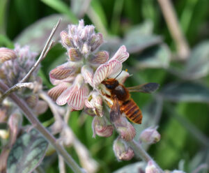 feature bees the endemic megachile cypricola