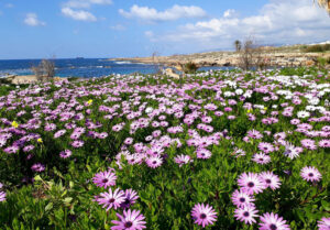 feature bees the island's wildflowers, trees, herbs, and crops are mostly pollinated by solitary bees