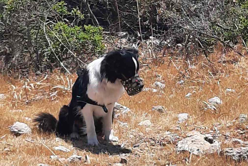 image The dogs helping us live with vultures
