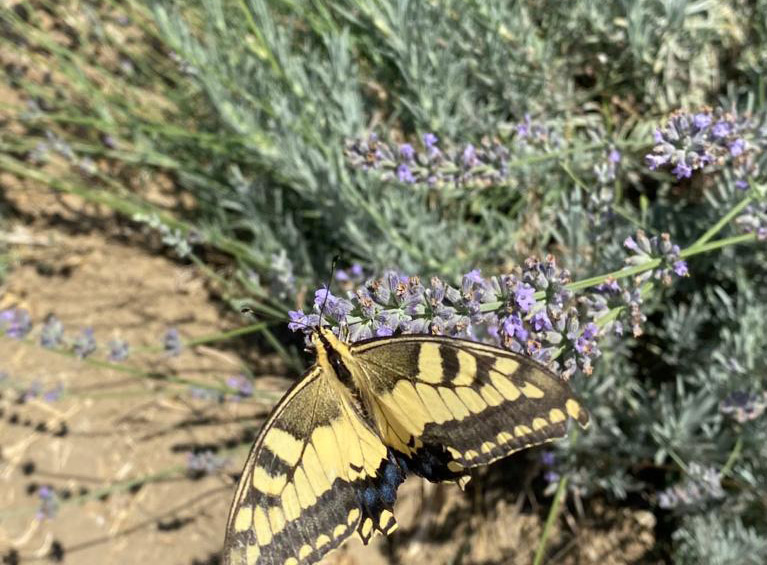 image Cyprus lavender healing hurts both past and present