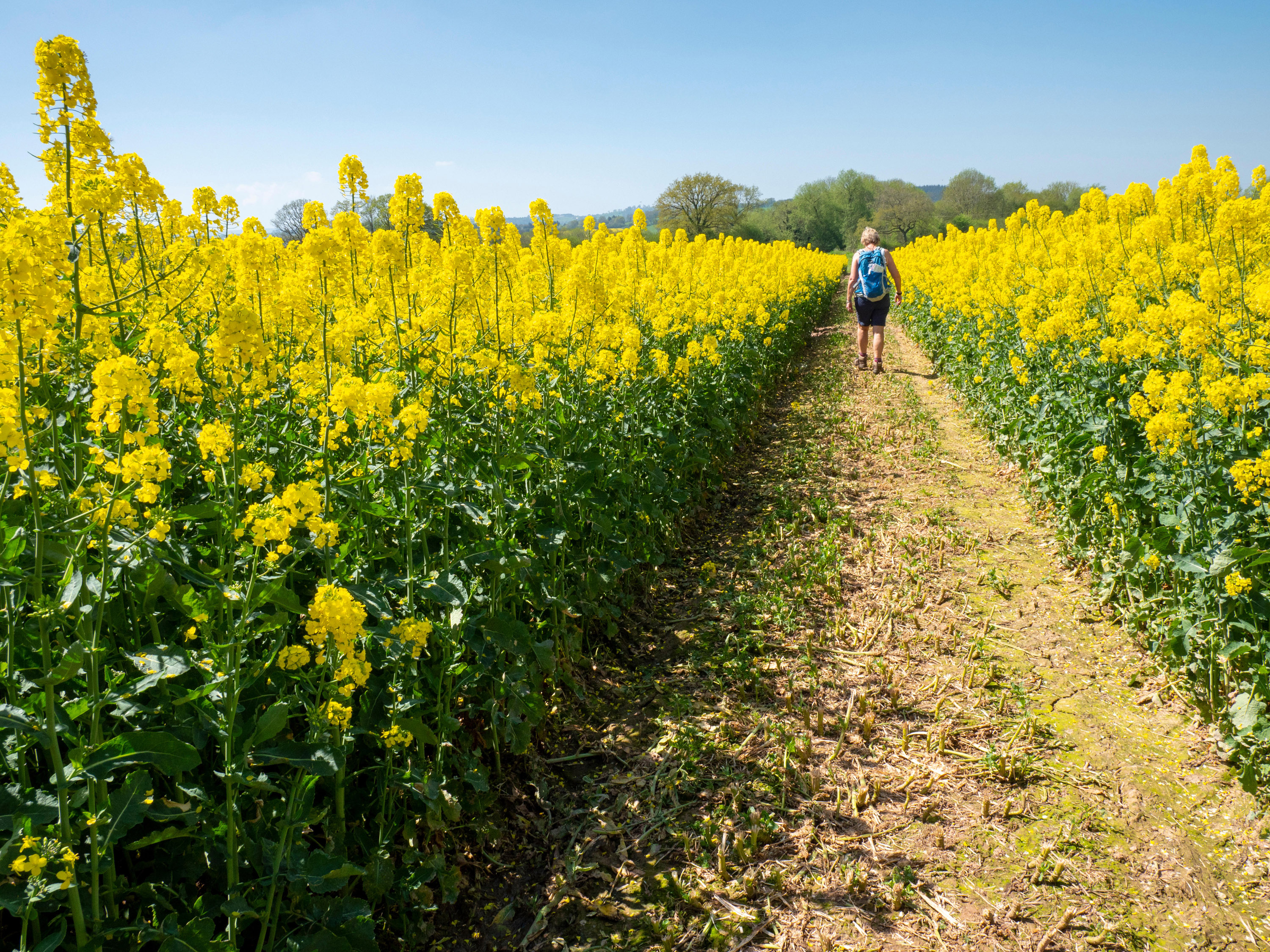image Treat hay fever without medication