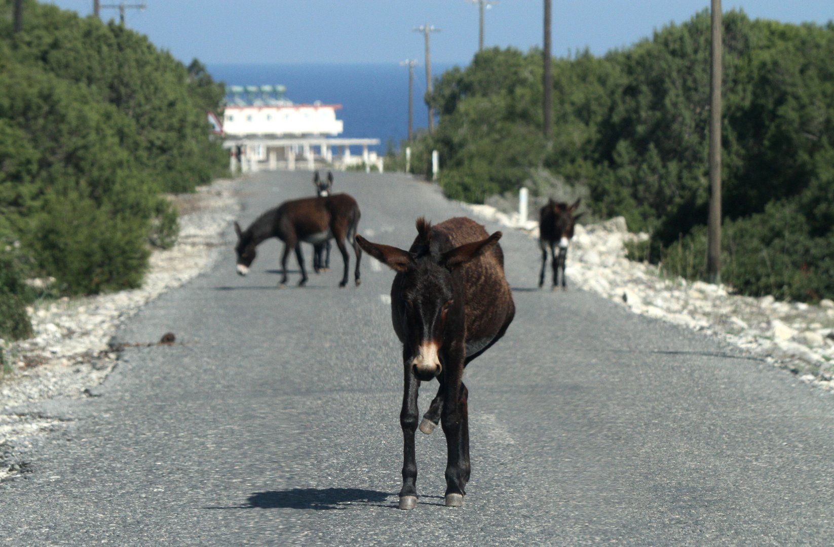 image Four arrested over killing of 16 donkeys in Karpasia