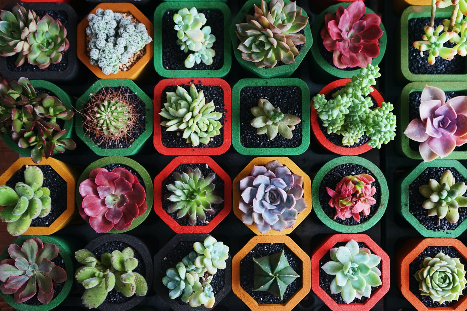 image 13th annual exhibition of cacti and other succulents