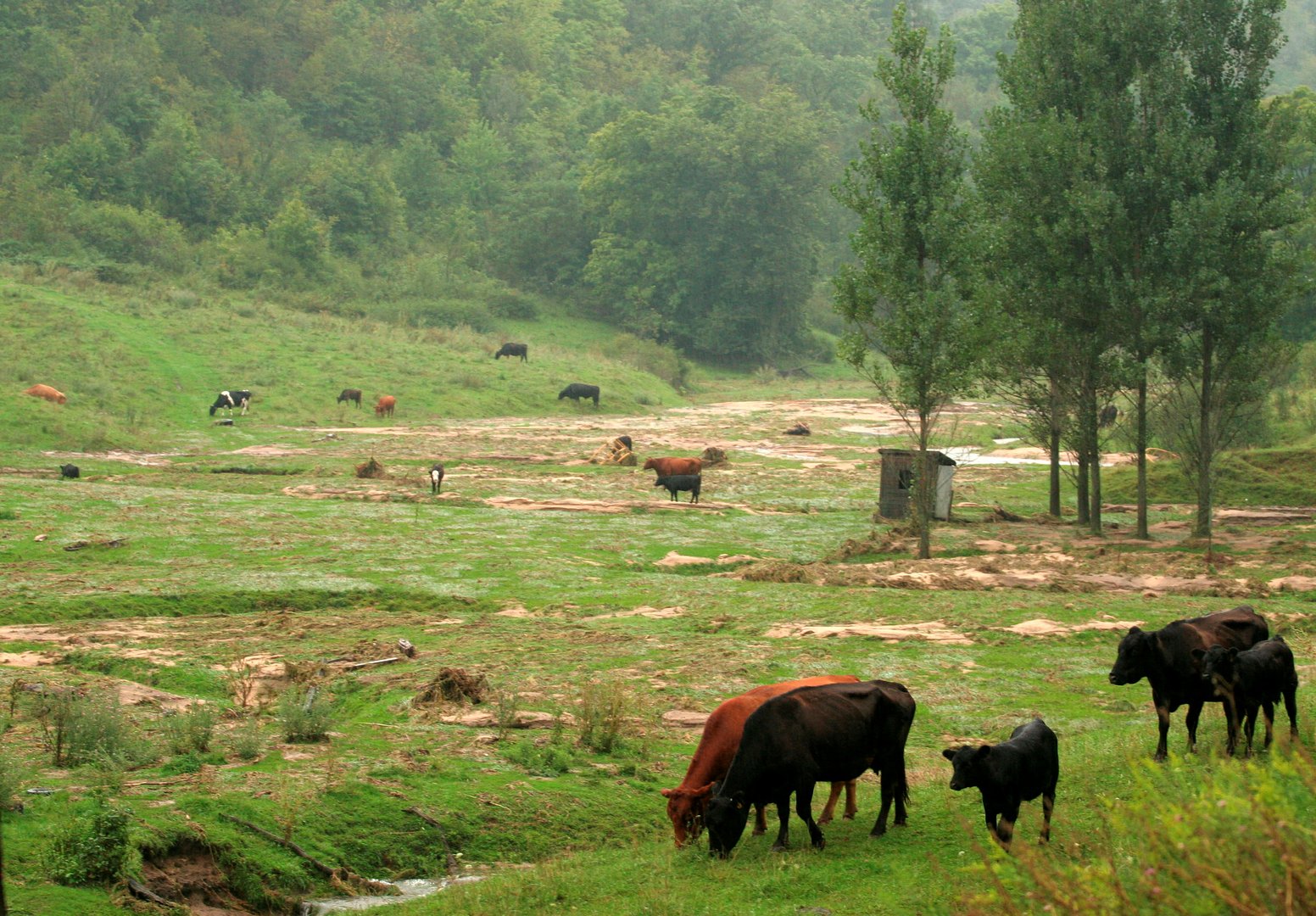 image Satellites detect California cow burps, a major methane source, from space