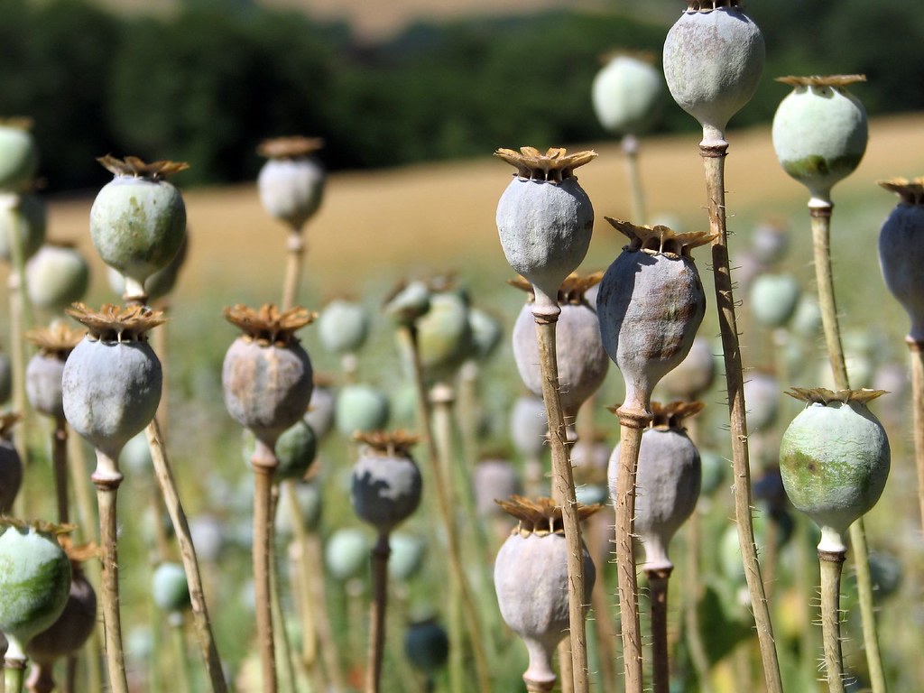 image Three arrests after opium poppy plants found