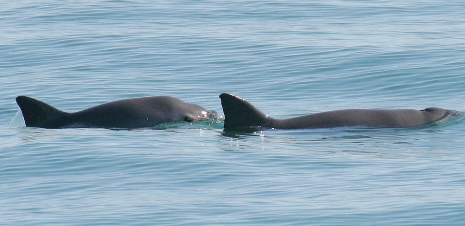 image Genome study offers hope for diminutive endangered porpoise