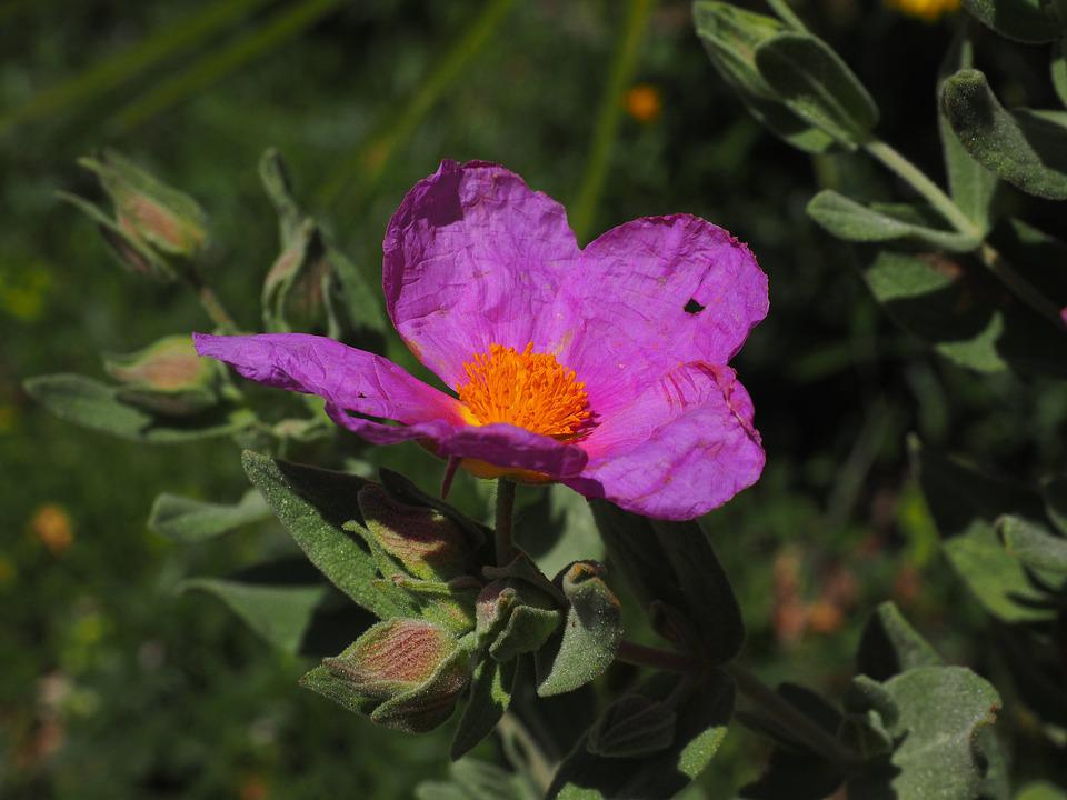 image Strengthening the immune system the natural way