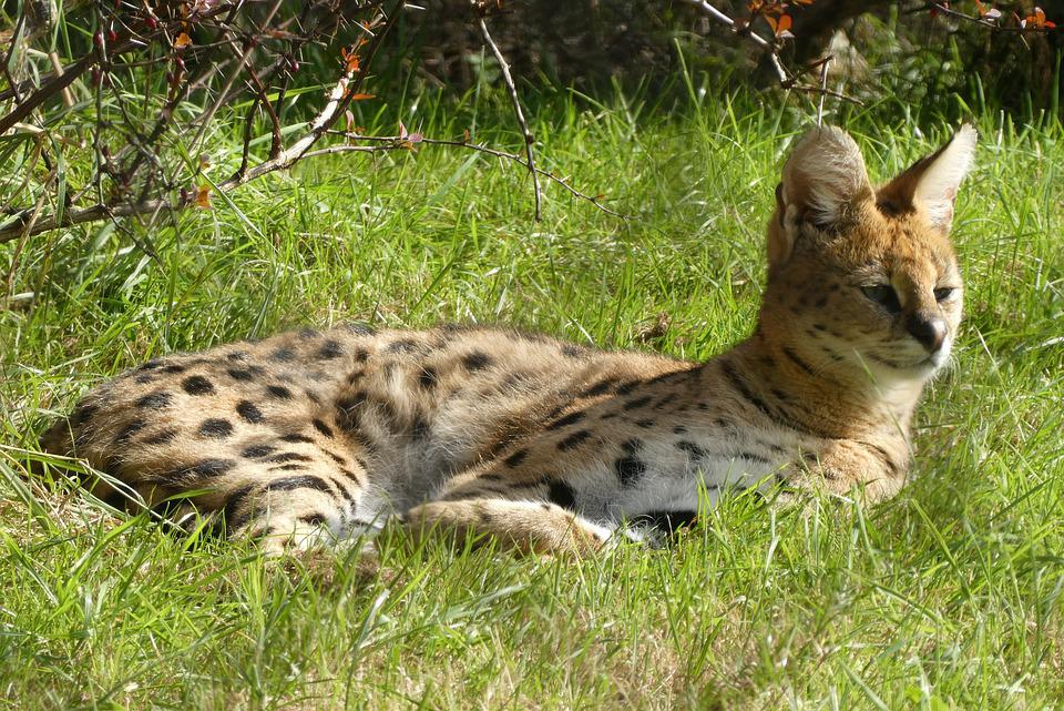 image Authorities puzzled as to how hybrid cat passed customs checks