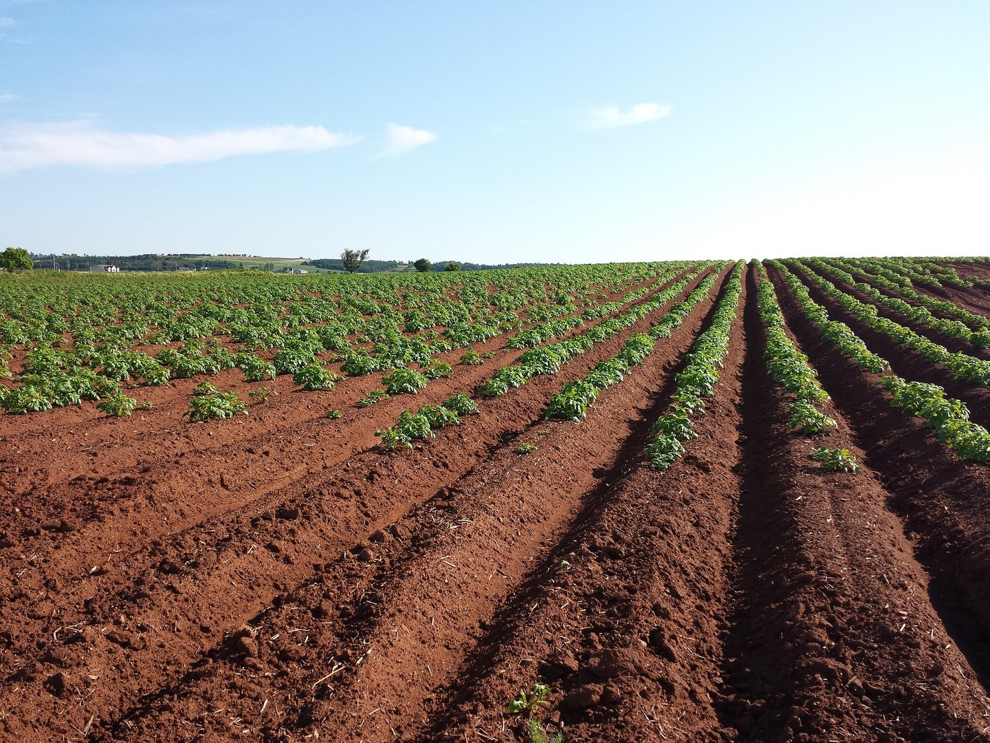 image The food crisis is about soil