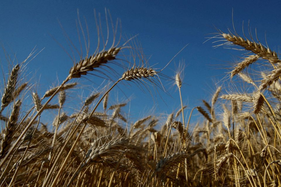image About 300,000 T of wheat bought by Egypt stranded in Ukraine