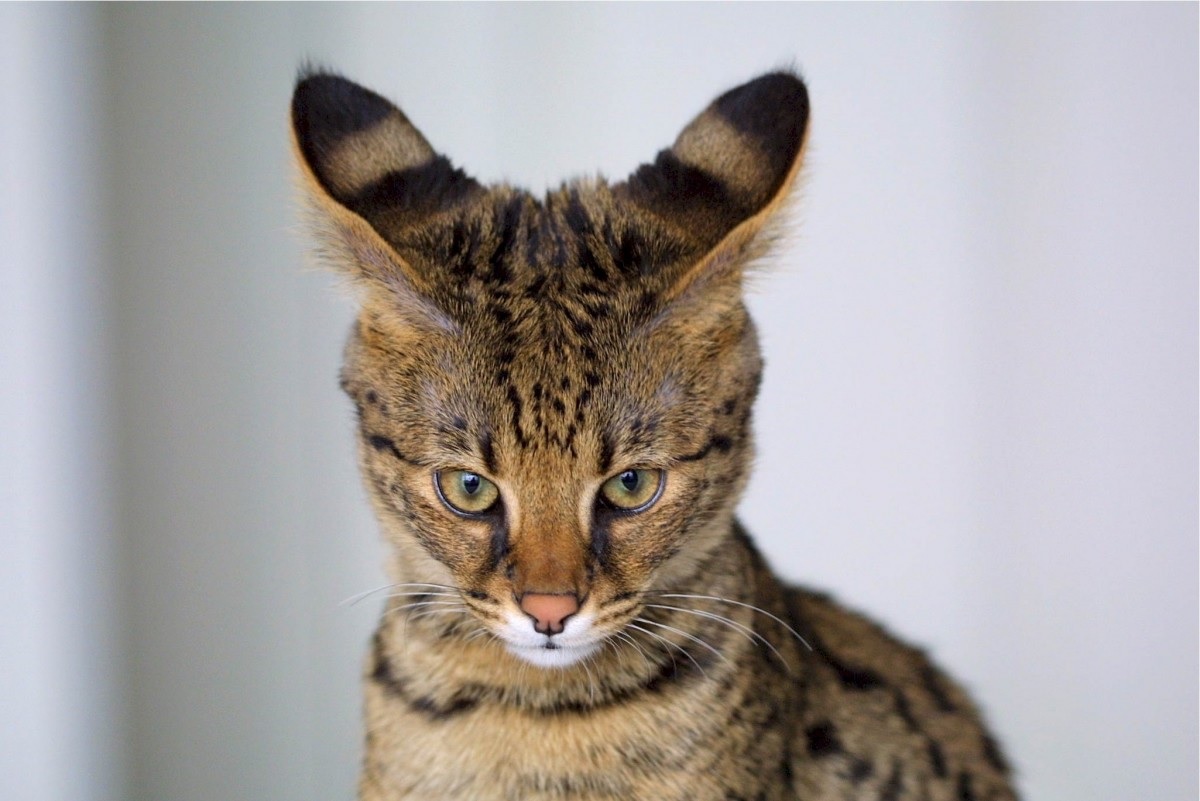 image Greens blame loose regulations after hybrid cat attacks child