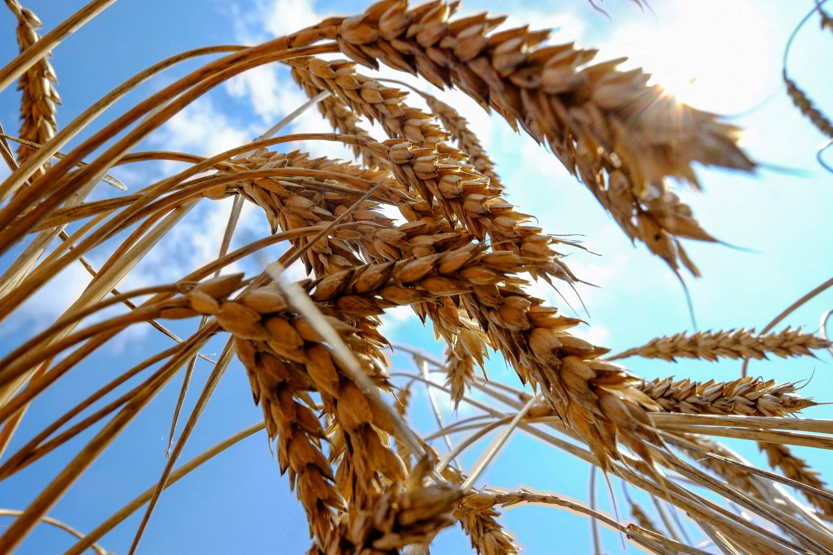 image Russia says it is assisting exports of Ukrainian foodstuffs via Azov Sea