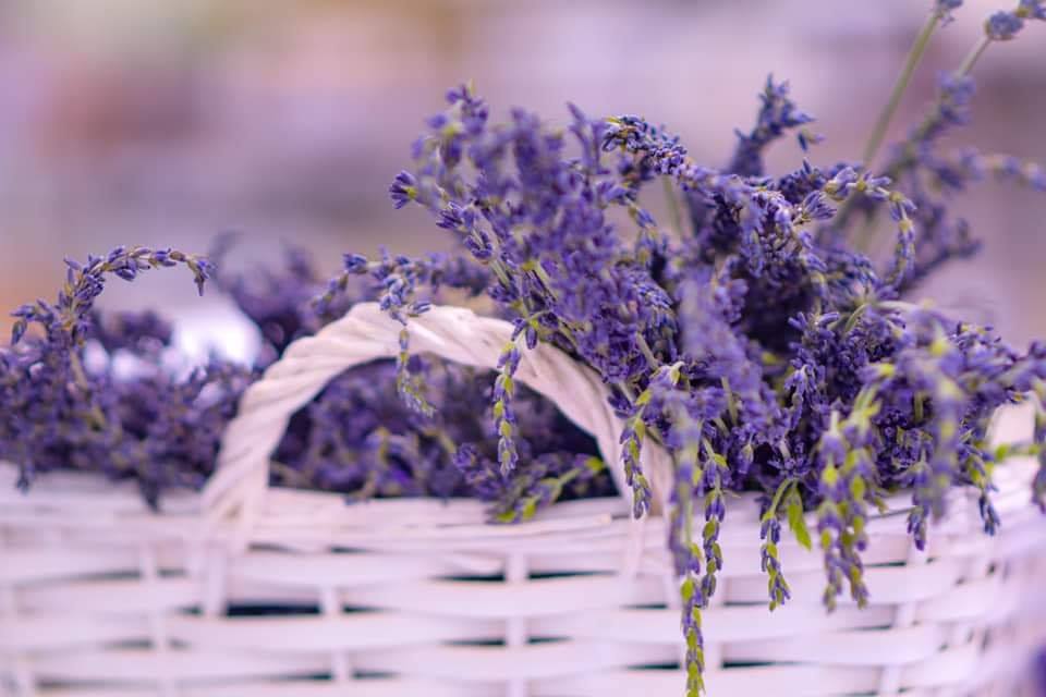 lavender fest