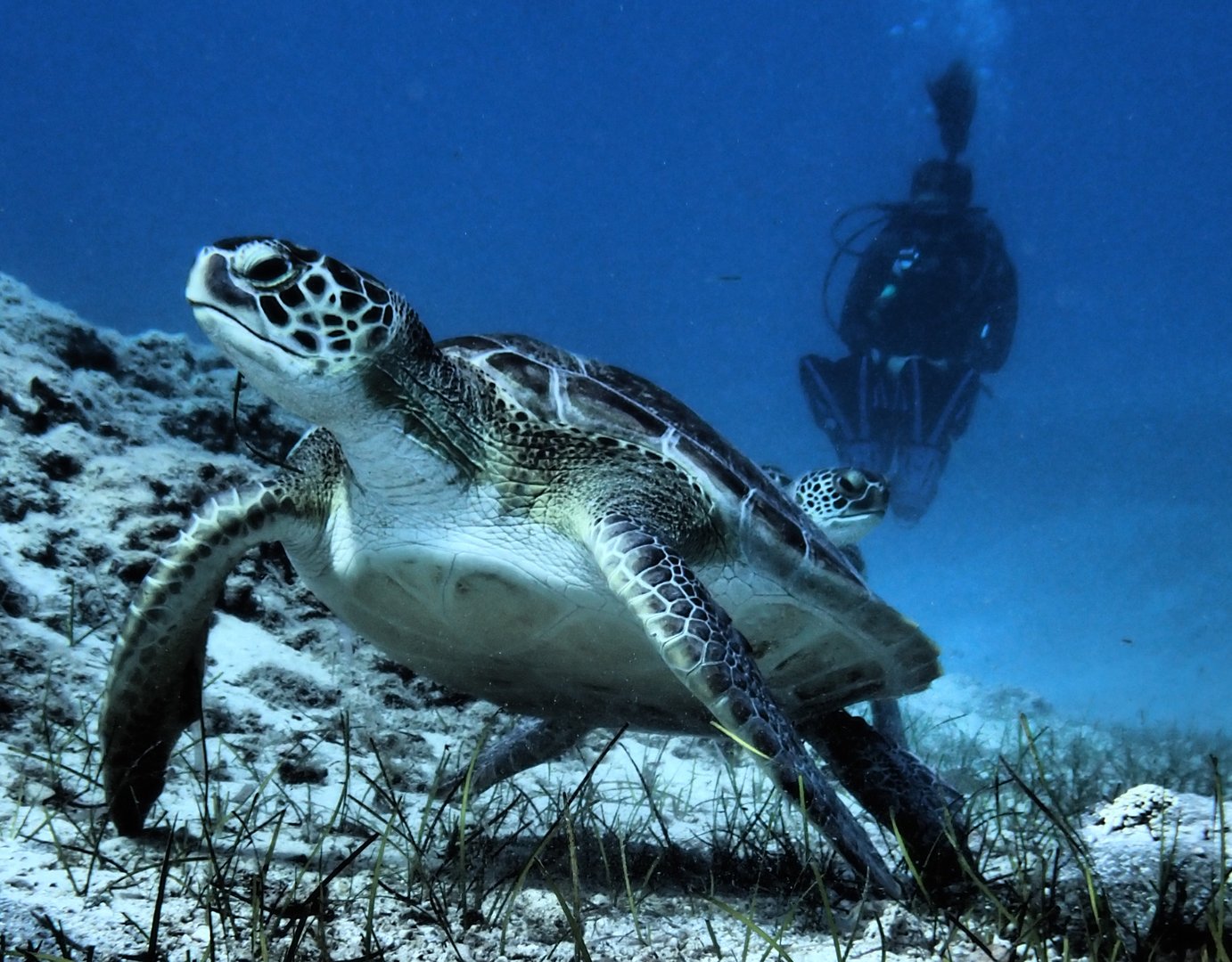 image Dive into the underwater world for a good cause
