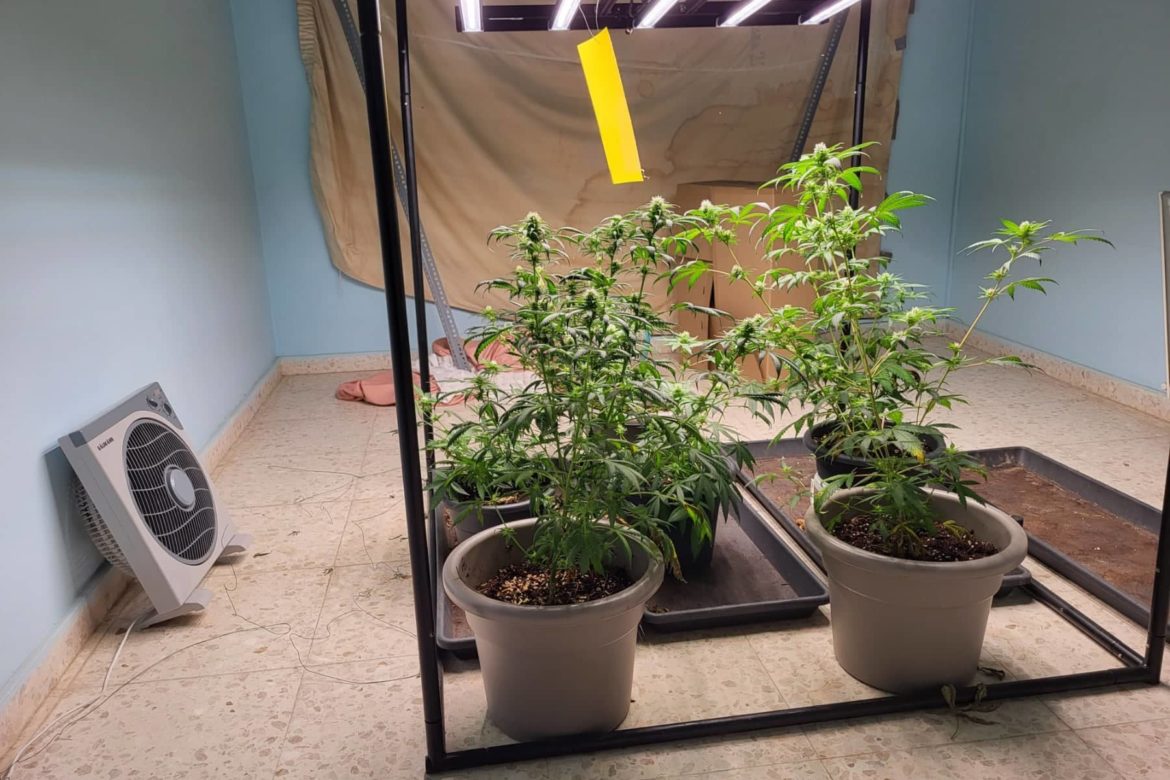 image Cannabis and cocaine haul in Larnaca