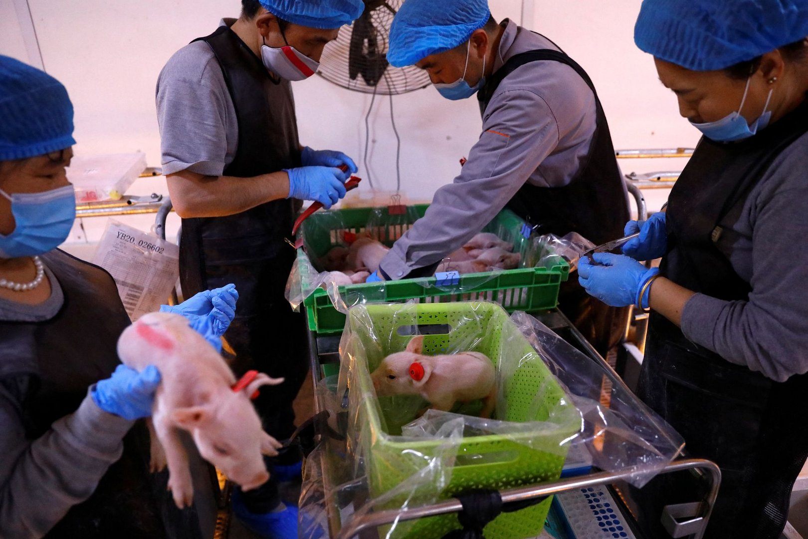 image China pig breeders go high-tech in self-sufficiency push