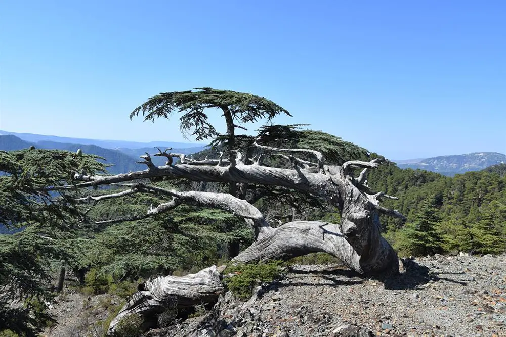 image Environmental group condemns rally in Paphos forest as illegal