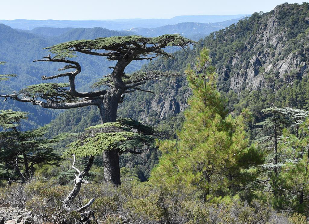 image Ambitious project to give new life to Cyprus tree bags EU award