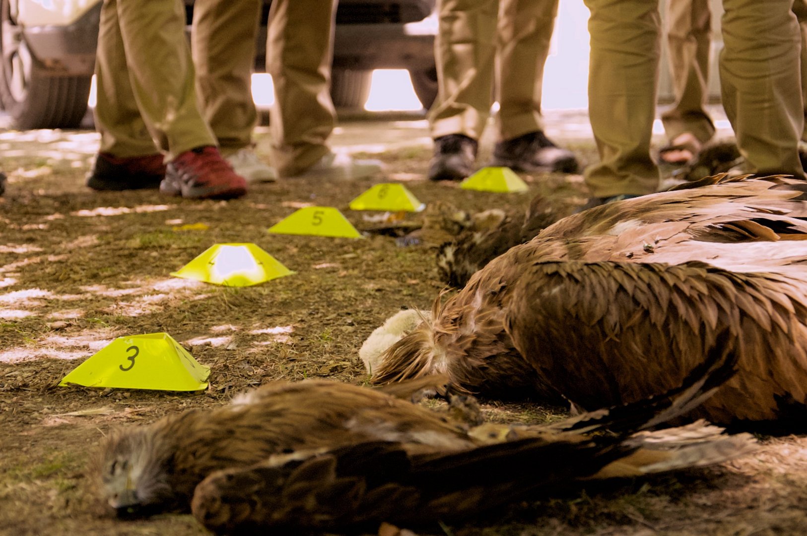 image Primary school children involved in protecting under-threat vultures
