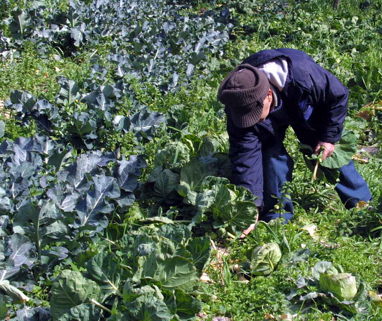 feature elias sidebar the fao suggests that ensuring a measure of self sufficiency in food can provide governments with a contingency against supply disruptions
